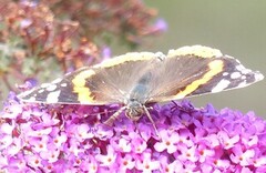 Admiral (Vanessa atalanta)