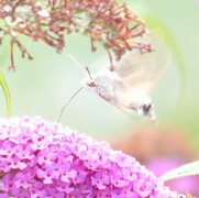 Dagsvermer (Macroglossum stellatarum)