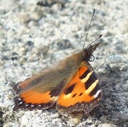 Neslesommerfugl (Aglais urticae)