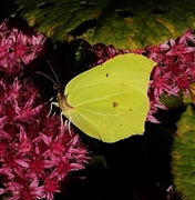 Sitronsommerfugl (Gonepteryx rhamni)