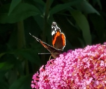 Admiral (Vanessa atalanta)