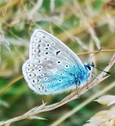 Tiriltungeblåvinge (Polyommatus icarus)