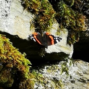 Admiral (Vanessa atalanta)