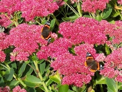 Admiral (Vanessa atalanta)