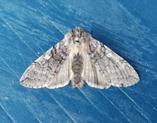 Vårhalvspinner (Achlya flavicornis)