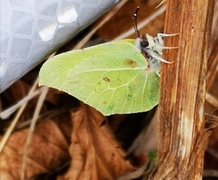 Sitronsommerfugl (Gonepteryx rhamni)