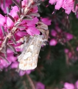 Furufly (Panolis flammea)