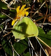 Sitronsommerfugl (Gonepteryx rhamni)