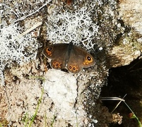 Bergringvinge (Lasiommata petropolitana)