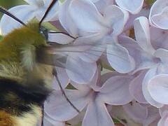 Smalkantet humlesvermer (Hemaris tityus)