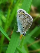 Tiriltungeblåvinge (Polyommatus icarus)