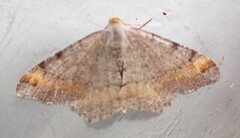 Furubuemåler (Macaria liturata)