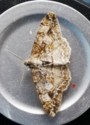 Vårbarkmåler (Ectropis crepuscularia)