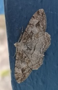 Vårbarkmåler (Ectropis crepuscularia)