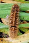 Eikespinner (Lasiocampa quercus)