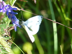 Rapssommerfugl (Pieris napi)