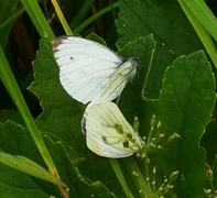 Rapssommerfugl (Pieris napi)