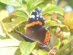 Admiral (Vanessa atalanta)
