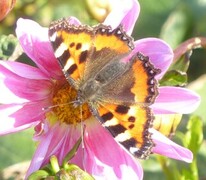 Neslesommerfugl (Aglais urticae)