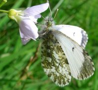 Aurorasommerfugl (Anthocharis cardamines)