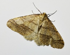 Vårfrostmåler (Agriopis marginaria)