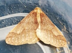 Vårfrostmåler (Agriopis marginaria)
