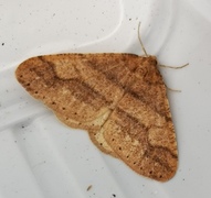 Vårfrostmåler (Agriopis marginaria)