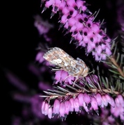 Furufly (Panolis flammea)
