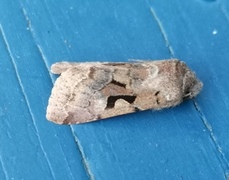 Buemerket seljefly (Orthosia gothica)
