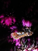 Furufly (Panolis flammea)