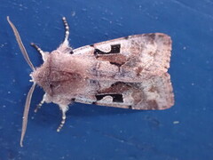 Buemerket seljefly (Orthosia gothica)