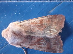 Buemerket seljefly (Orthosia gothica)