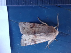 Variabelt seljefly (Orthosia incerta)