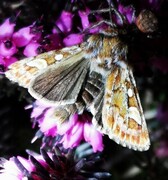 Furufly (Panolis flammea)