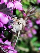 Furufly (Panolis flammea)