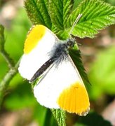 Aurorasommerfugl (Anthocharis cardamines)