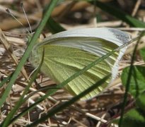 Liten kålsommerfugl (Pieris rapae)