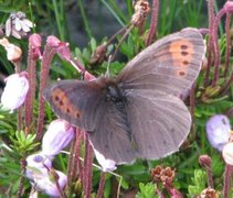 Fjellringvinge (Erebia pandrose)