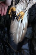Havørn (Haliaeetus albicilla)