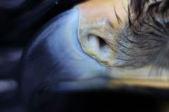 Havørn (Haliaeetus albicilla)