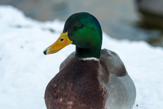 Stokkand (Anas platyrhynchos)