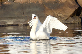 Knoppsvane (Cygnus olor)