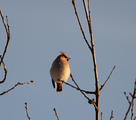 Sidensvans (Bombycilla garrulus)