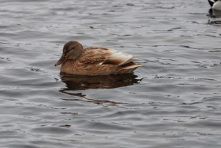Stokkand (Anas platyrhynchos)