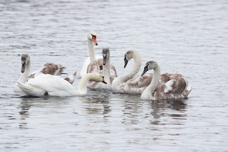 Knoppsvane (Cygnus olor)