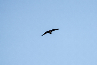 Ravn (Corvus corax)