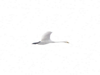 Sangsvane (Cygnus cygnus)