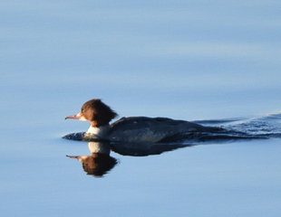 Laksand (Mergus merganser)