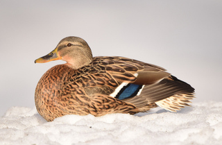 Stokkand (Anas platyrhynchos)
