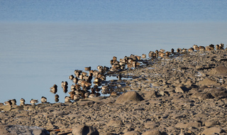 Stokkand (Anas platyrhynchos)